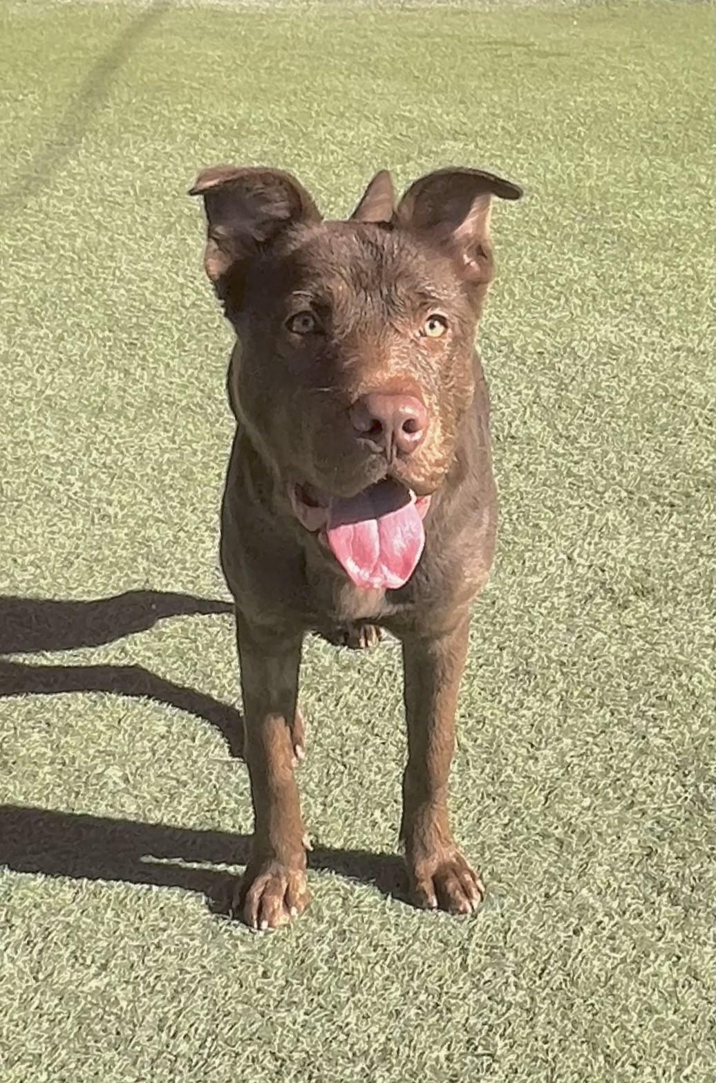 Enlarge Daisy Mae, a ADOPTABLE mixed breed in Glendale, AZ image 2/5