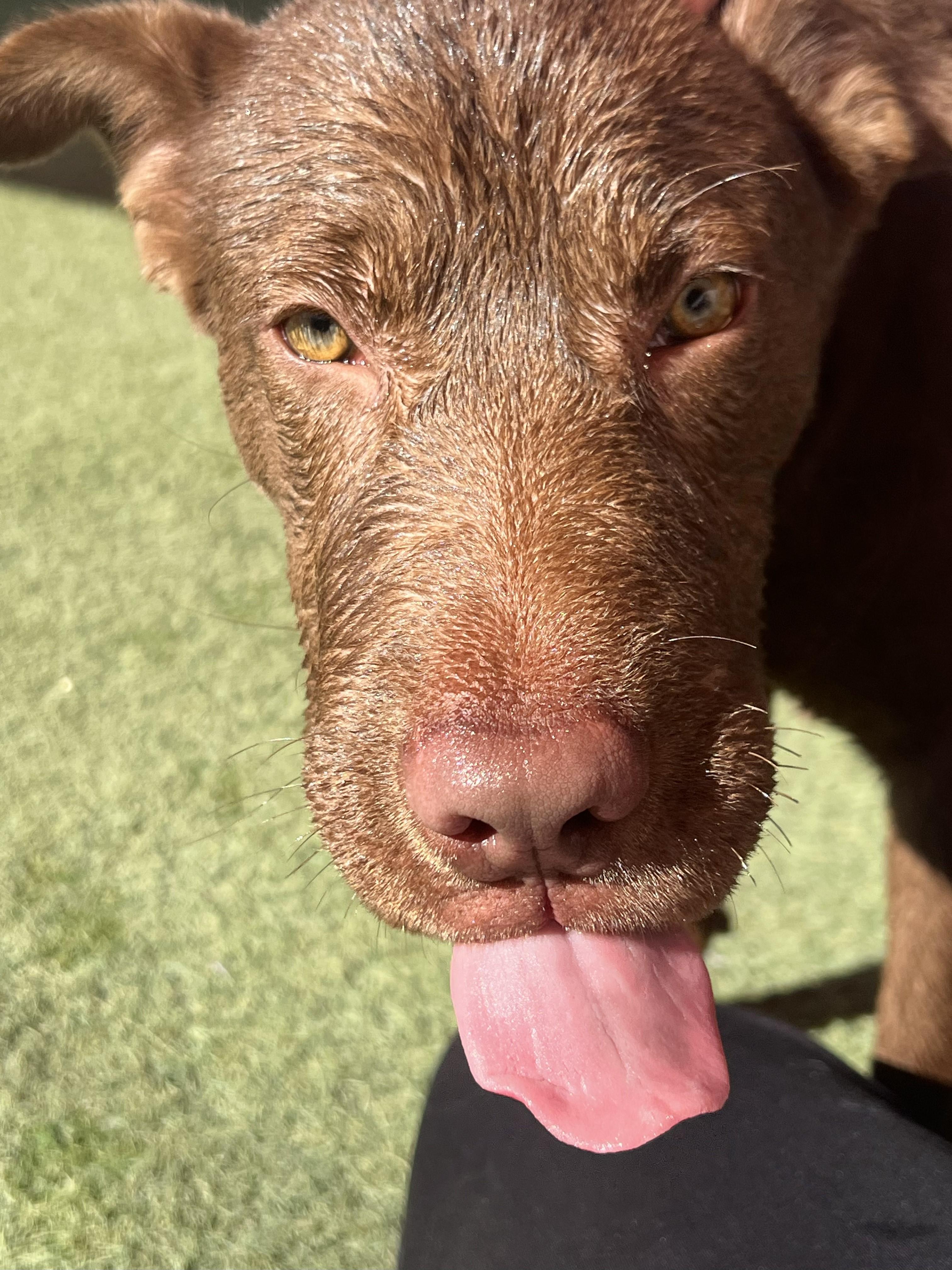 Enlarge Daisy Mae, a ADOPTABLE mixed breed in Glendale, AZ image 3/5