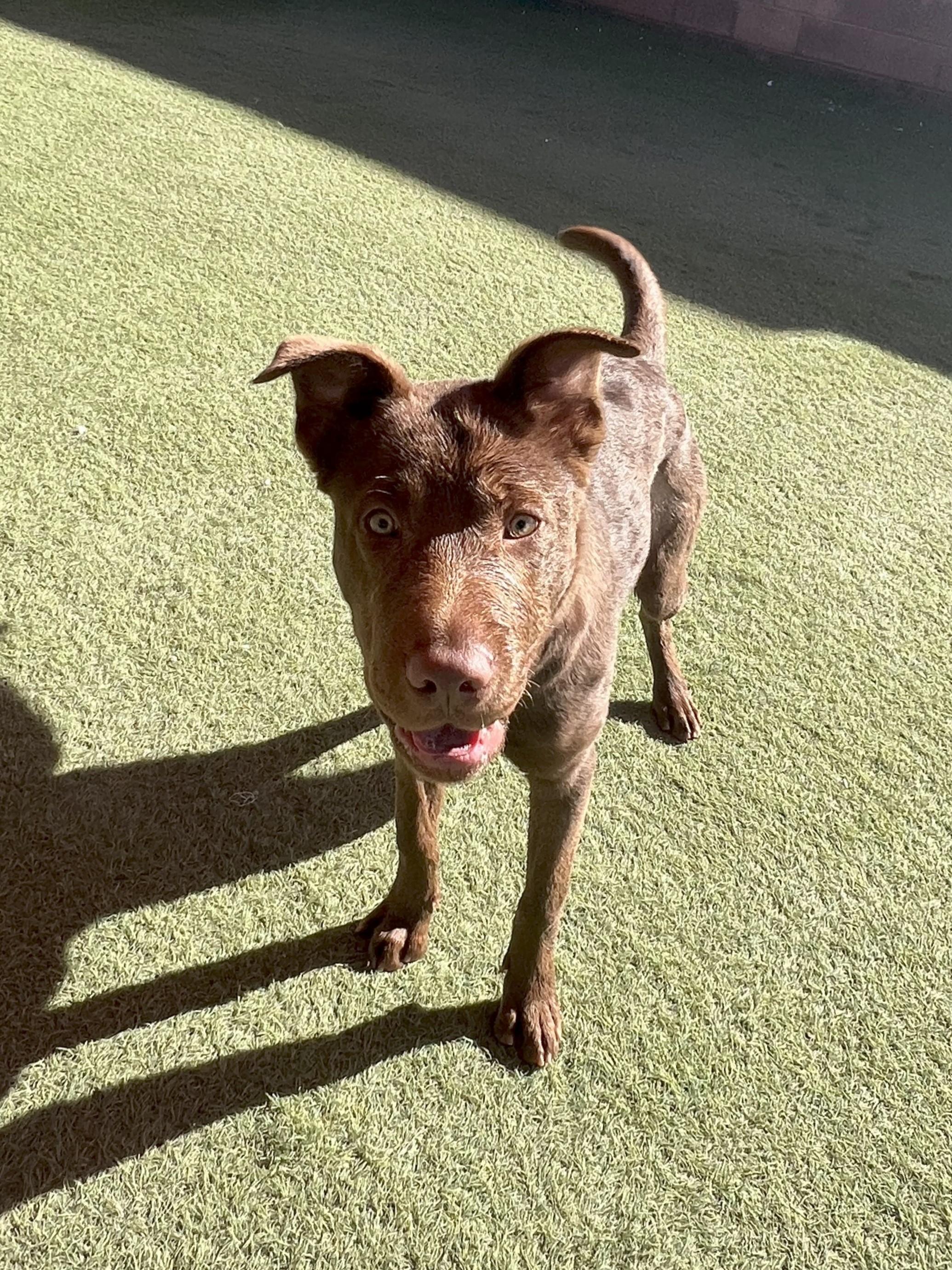 Enlarge Daisy Mae, a ADOPTABLE mixed breed in Glendale, AZ image 4/5