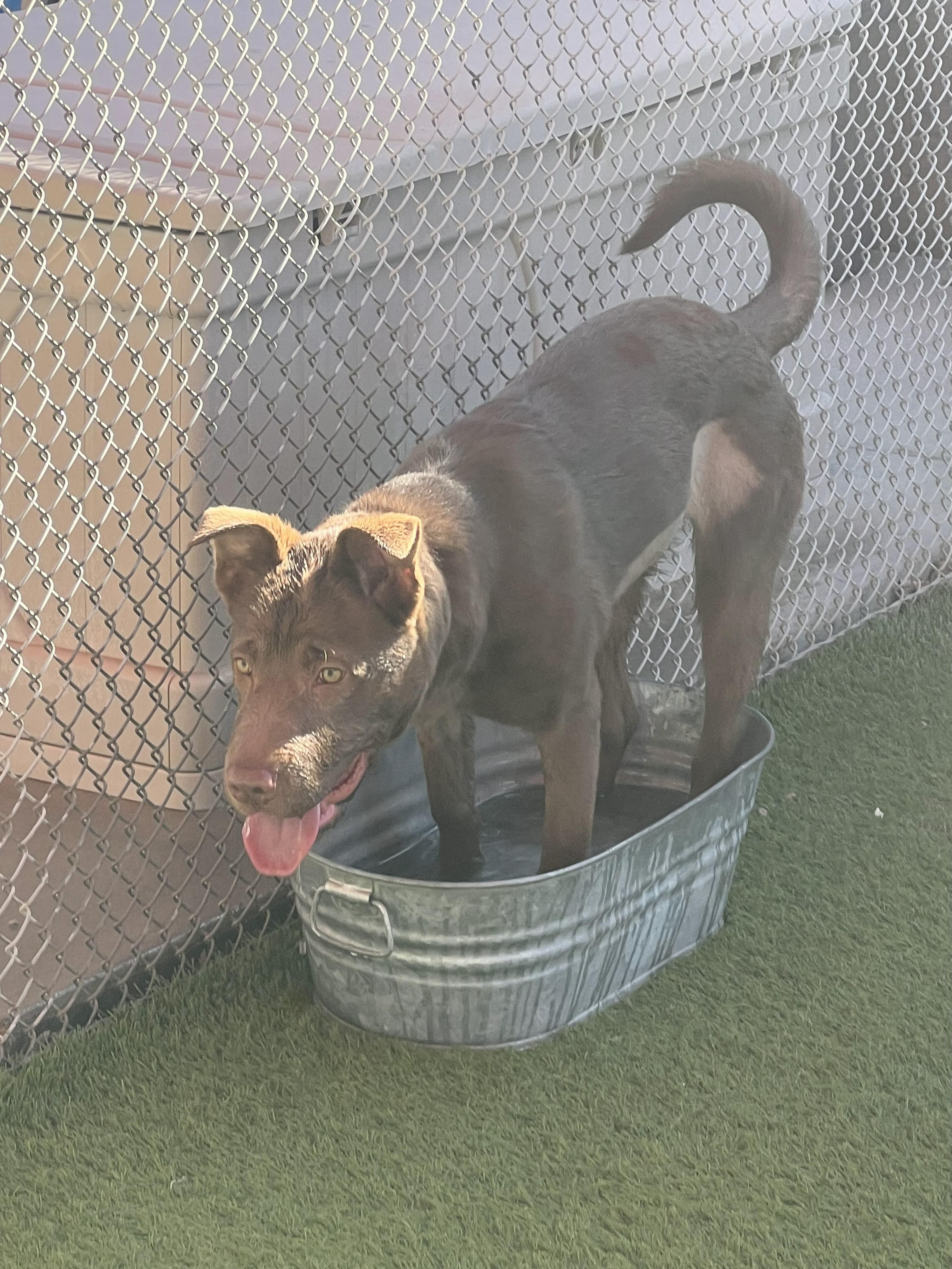 Enlarge Daisy Mae, a ADOPTABLE mixed breed in Glendale, AZ image 5/5