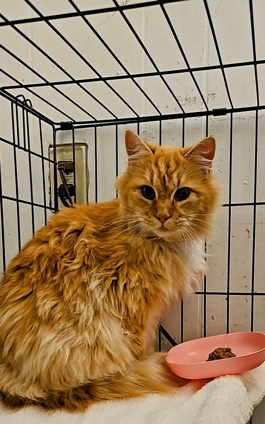 Enlarge Chuckie, an adopted mixed breed in Nucla, CO image 1/1