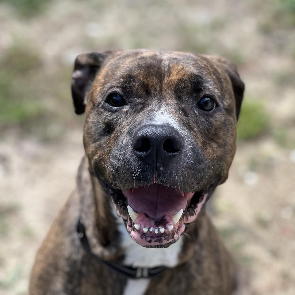 Sasha, Adoptable, Senior Female Mixed Breed.