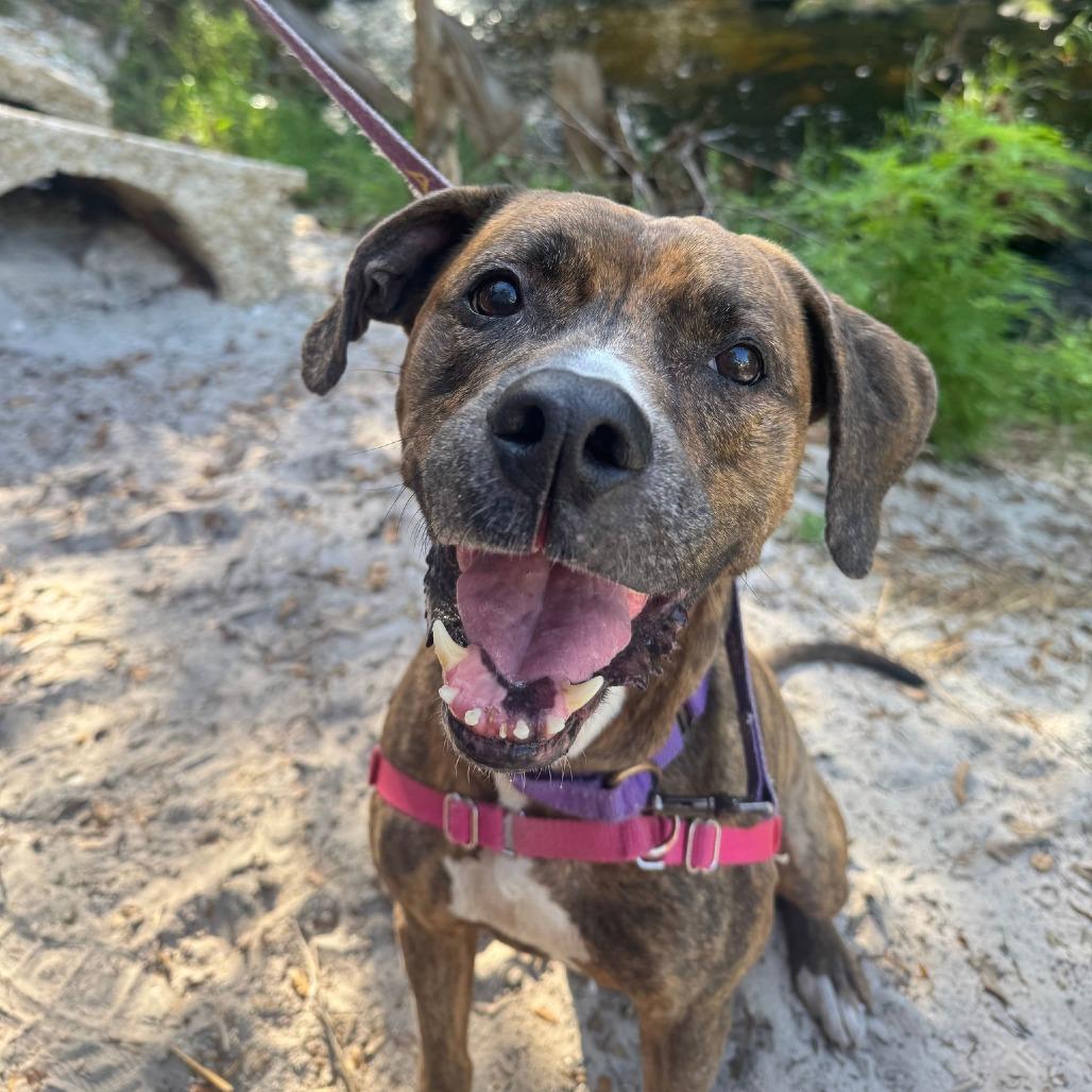 Enlarge Sasha, a Adoptable Mixed Breed in Naples, FL image 2/6