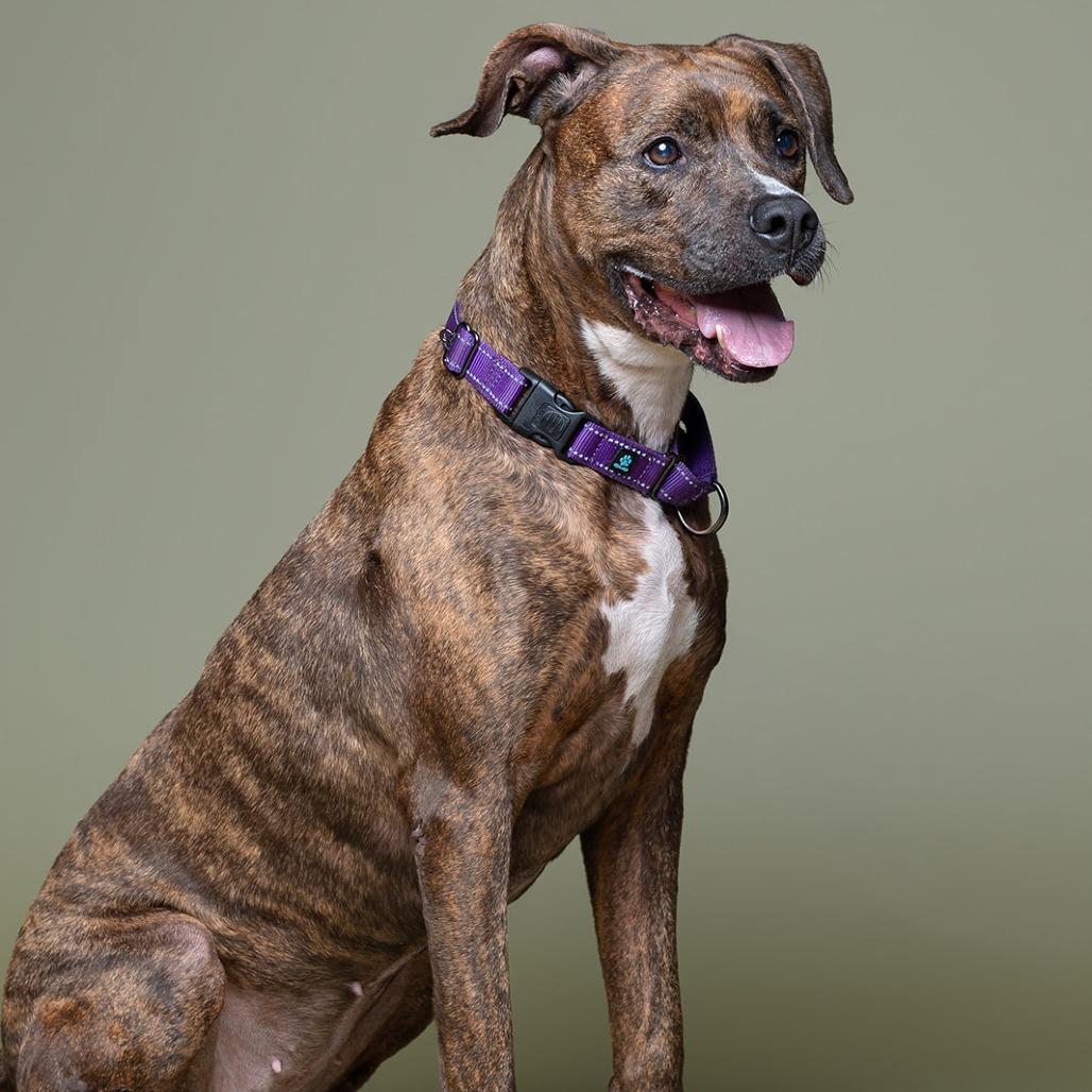 Enlarge Sasha, a Adoptable Mixed Breed in Naples, FL image 2/5