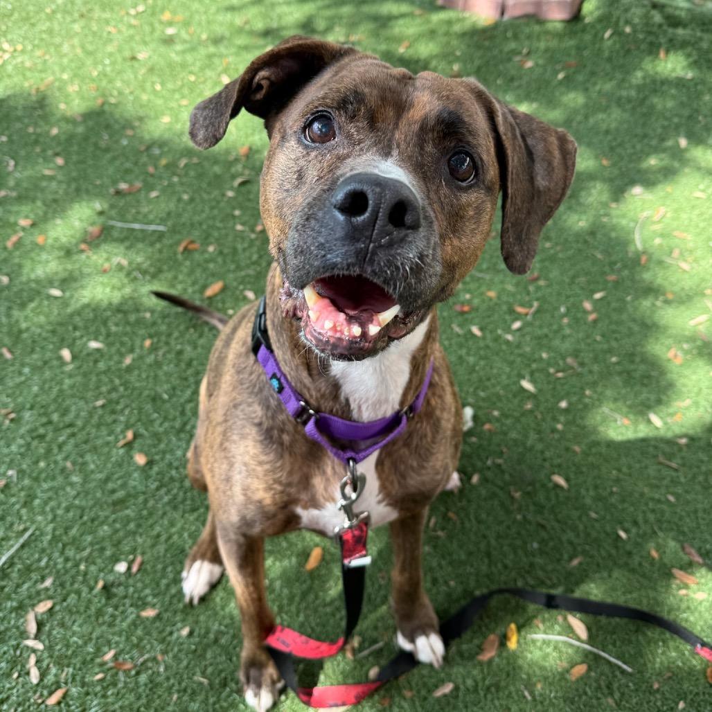 Enlarge Sasha, a Adoptable Mixed Breed in Naples, FL image 4/5