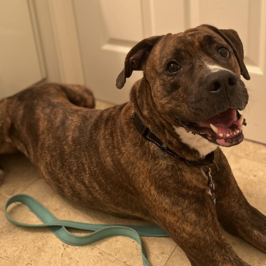 Enlarge Sasha, a Adoptable Mixed Breed in Naples, FL image 5/5