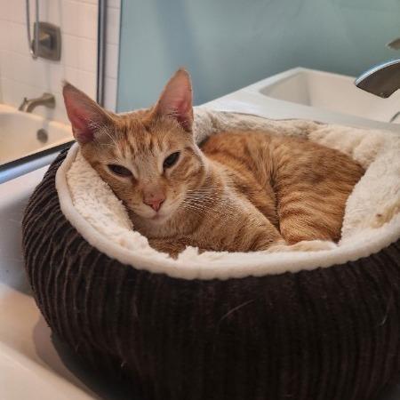 Nolan — thumbnail 2