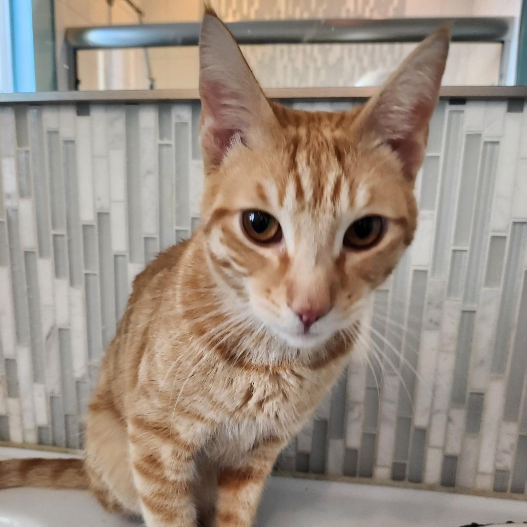 Nolan — thumbnail 3