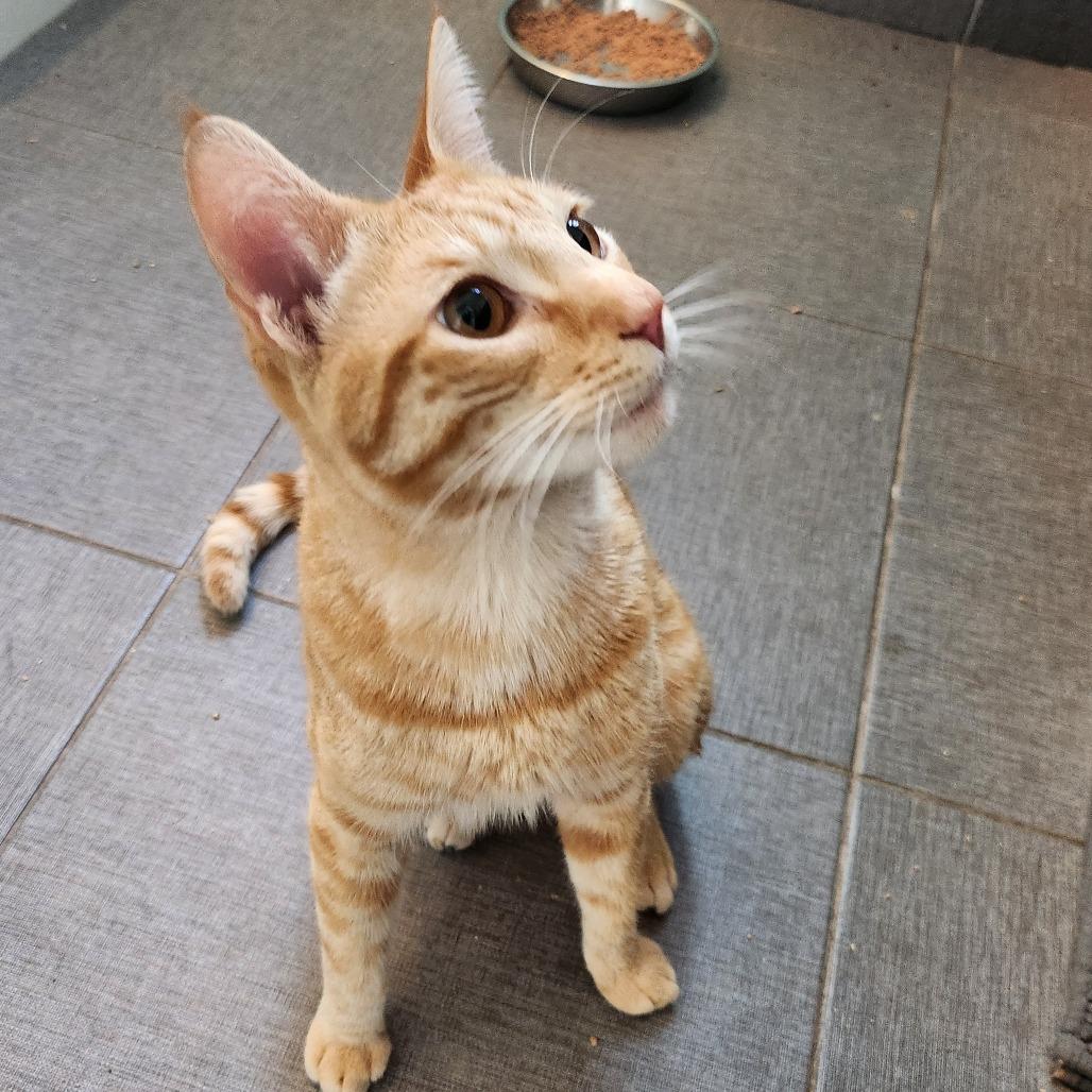 Nolan — thumbnail 4