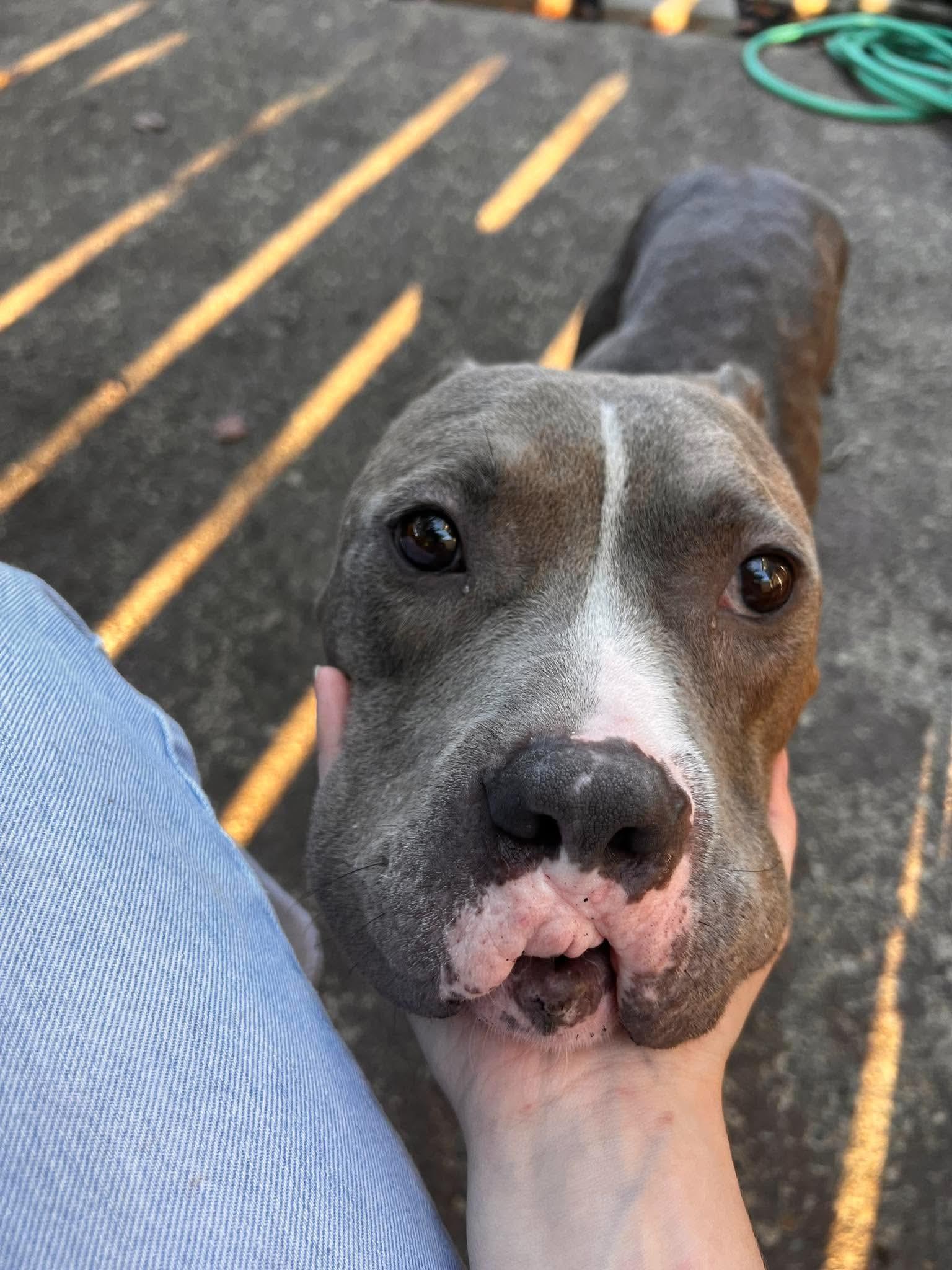 Enlarge Joshua, a Adopted mixed breed in Beavercreek, OR image 4/6