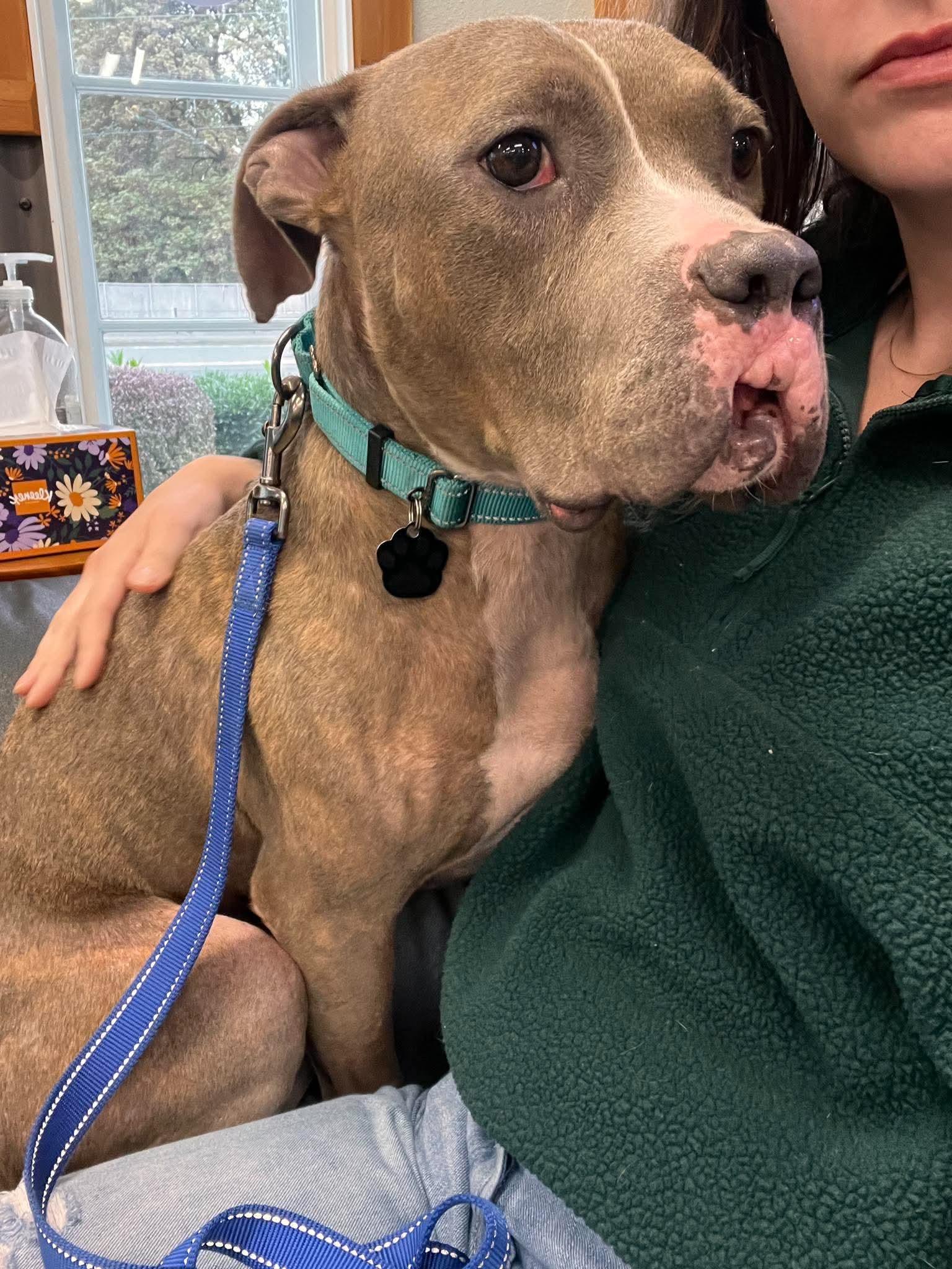 Enlarge Joshua, a Adopted mixed breed in Beavercreek, OR image 5/6
