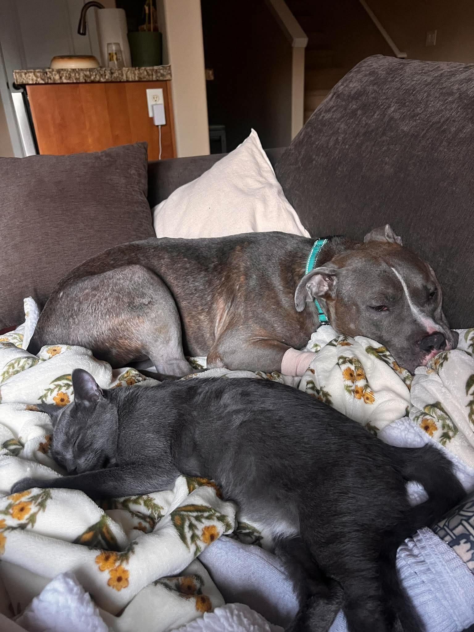 Enlarge Joshua, a Adopted mixed breed in Beavercreek, OR image 6/6