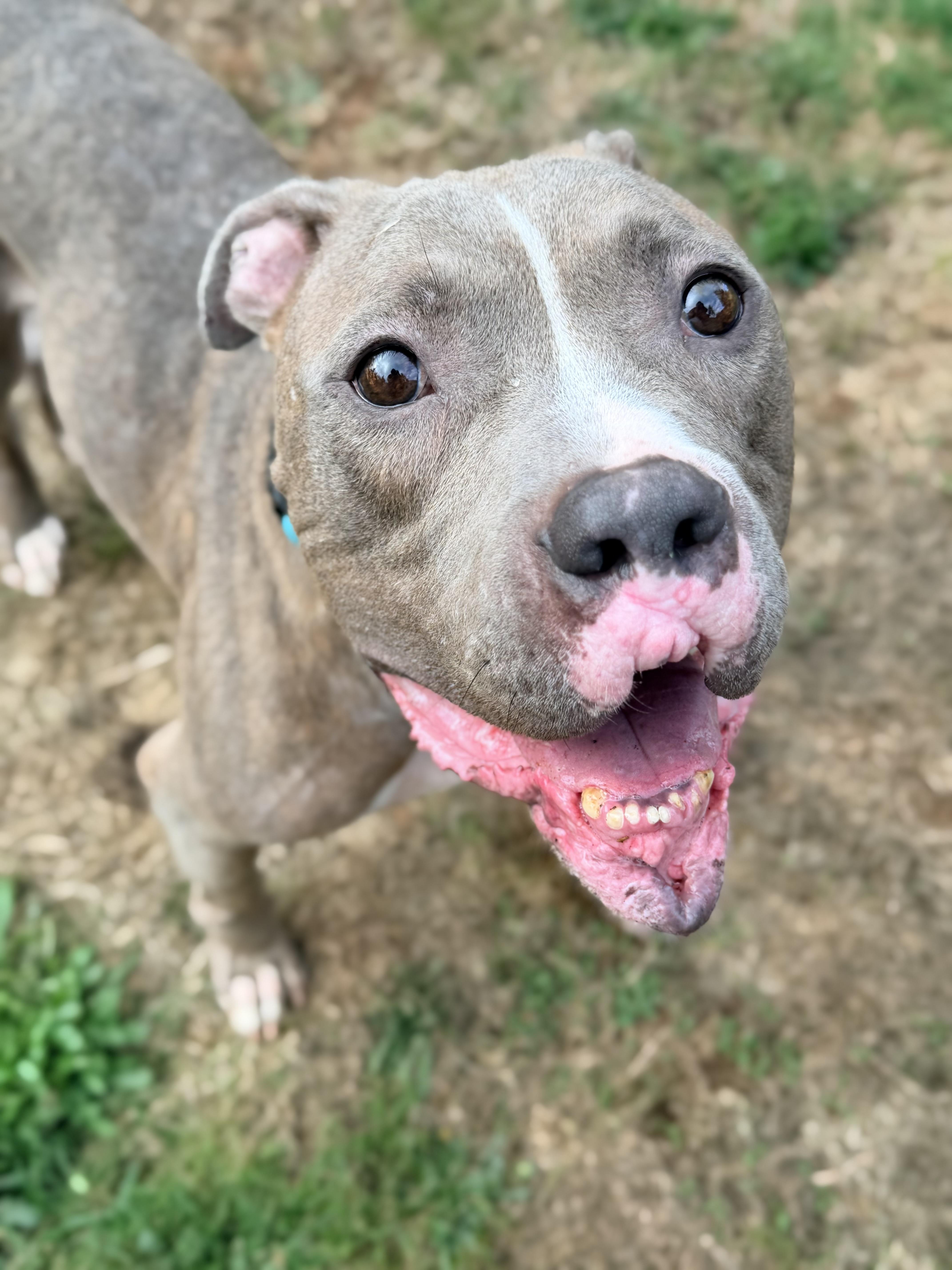 Joshua, Adopted, Adult Male Pit Bull Terrier.