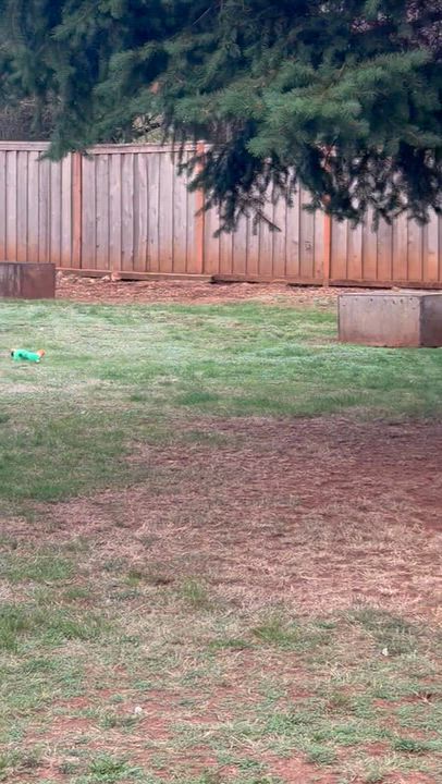 Enlarge Joshua, a Adopted mixed breed in Beavercreek, OR video 3/6