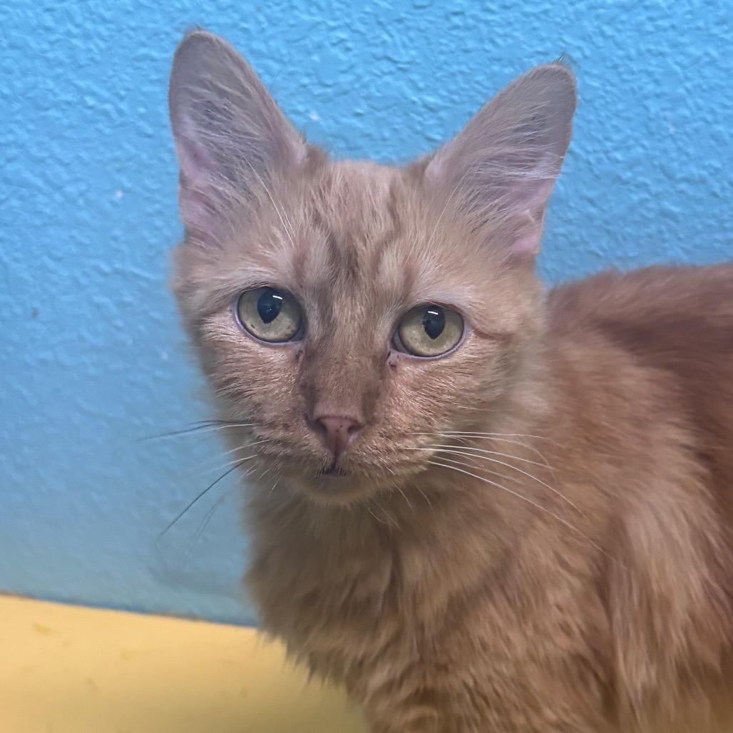 Jessie, Adoptable, Adult Female Domestic Medium Hair.