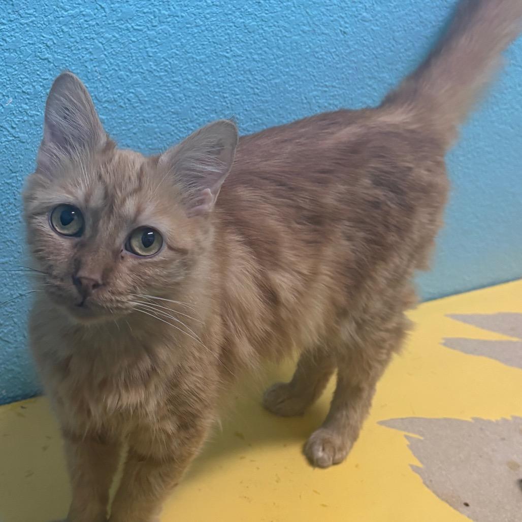 Enlarge Jessie, a Adoptable Domestic Medium Hair in Springfield, MO image 2/6
