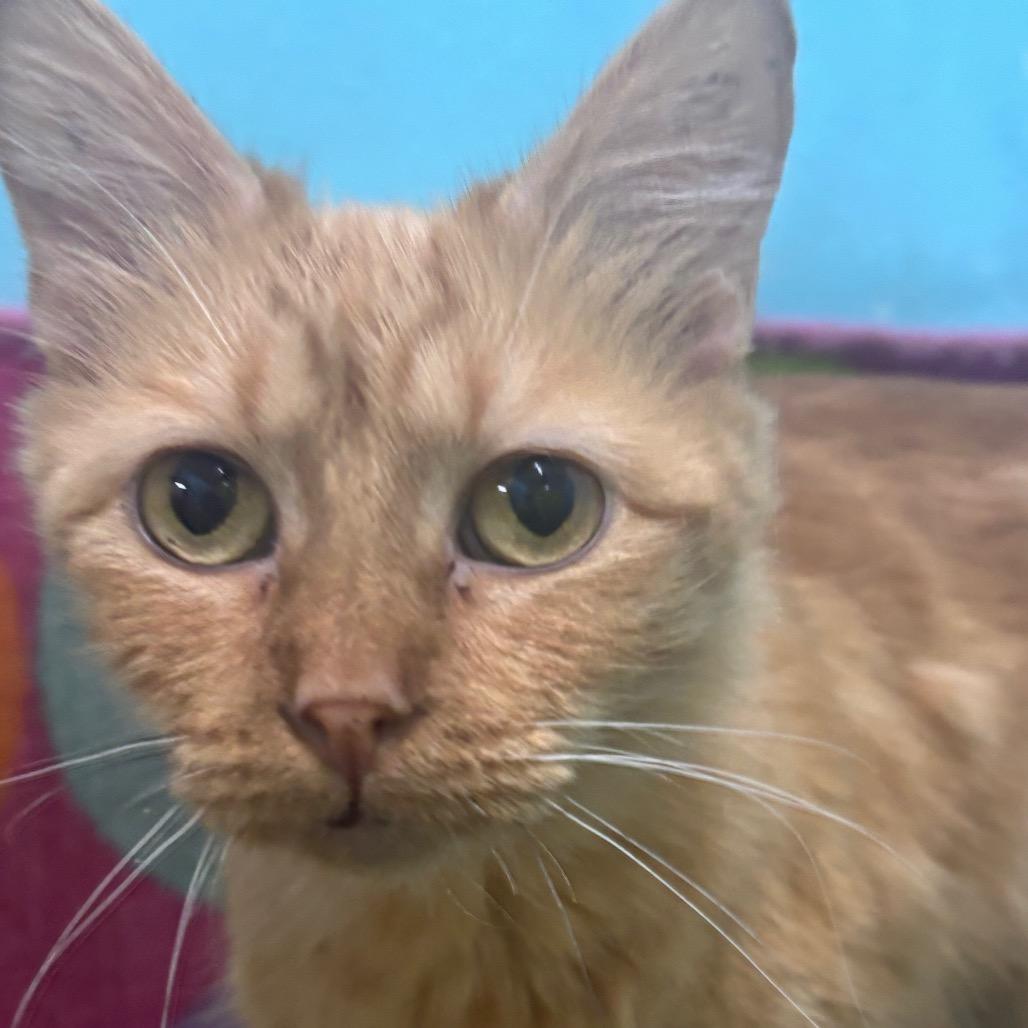 Enlarge Jessie, a Adoptable Domestic Medium Hair in Springfield, MO image 3/6