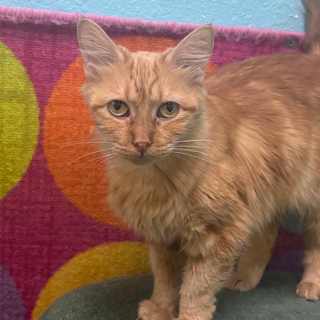 Enlarge Jessie, a Adoptable Domestic Medium Hair in Springfield, MO image 4/6