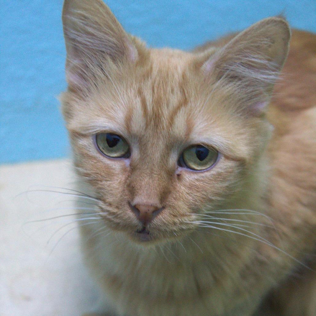 Enlarge Jessie, a Adoptable Domestic Medium Hair in Springfield, MO image 5/6