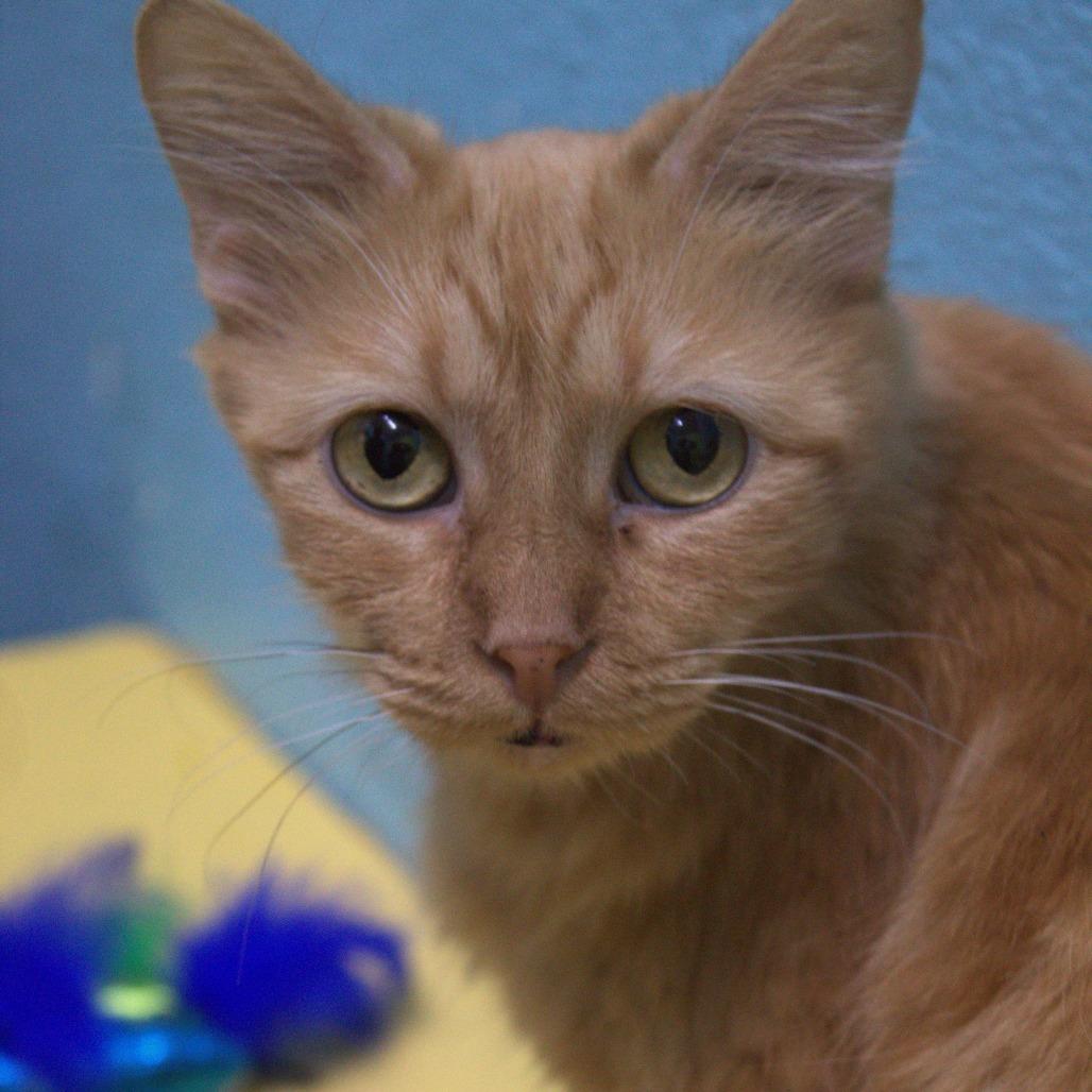 Enlarge Jessie, a Adoptable Domestic Medium Hair in Springfield, MO image 6/6