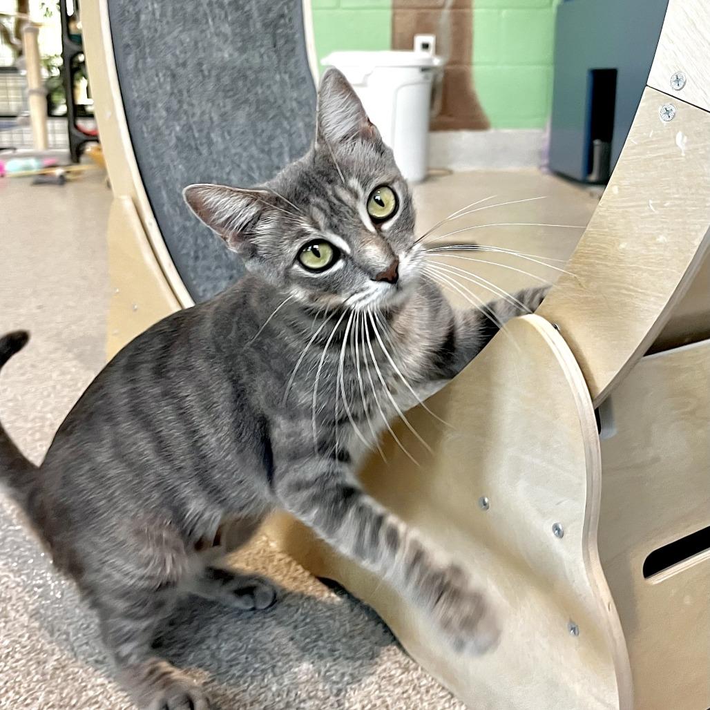 Eda, a Adoptable Domestic Short Hair in Englewood, FL image 1/3
