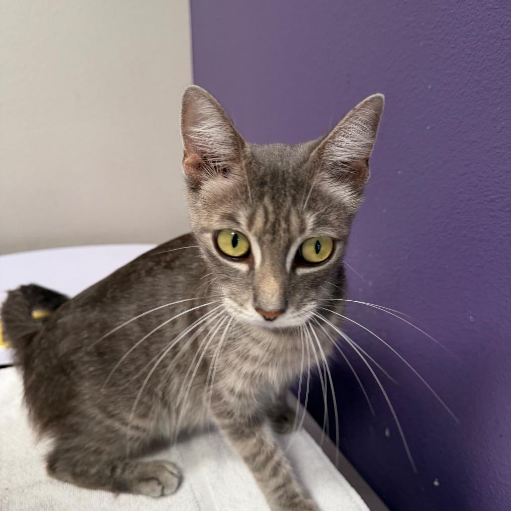 Eda, a Adoptable Domestic Short Hair in Englewood, FL image 2/3