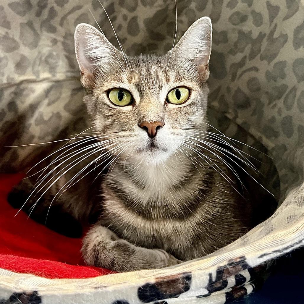Eda, a Adoptable Domestic Short Hair in Englewood, FL image 3/3