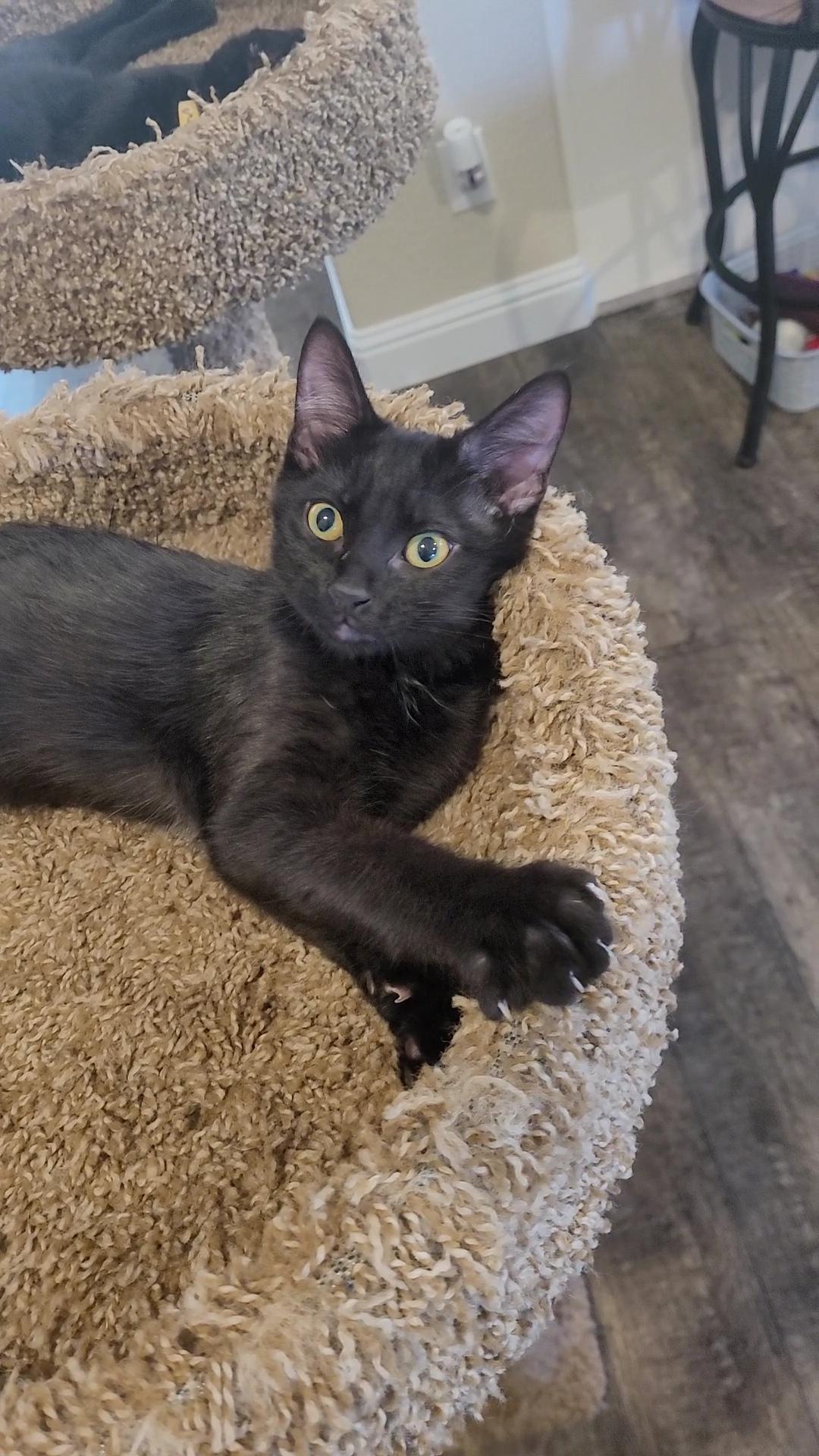 Enlarge FROOT LOOPS, a Adoptable Domestic Short Hair in Escalon, CA image 4/6