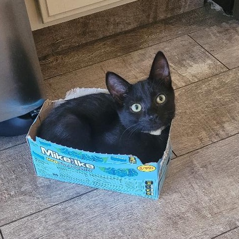Enlarge FROOT LOOPS, a Adoptable Domestic Short Hair in Escalon, CA image 6/6