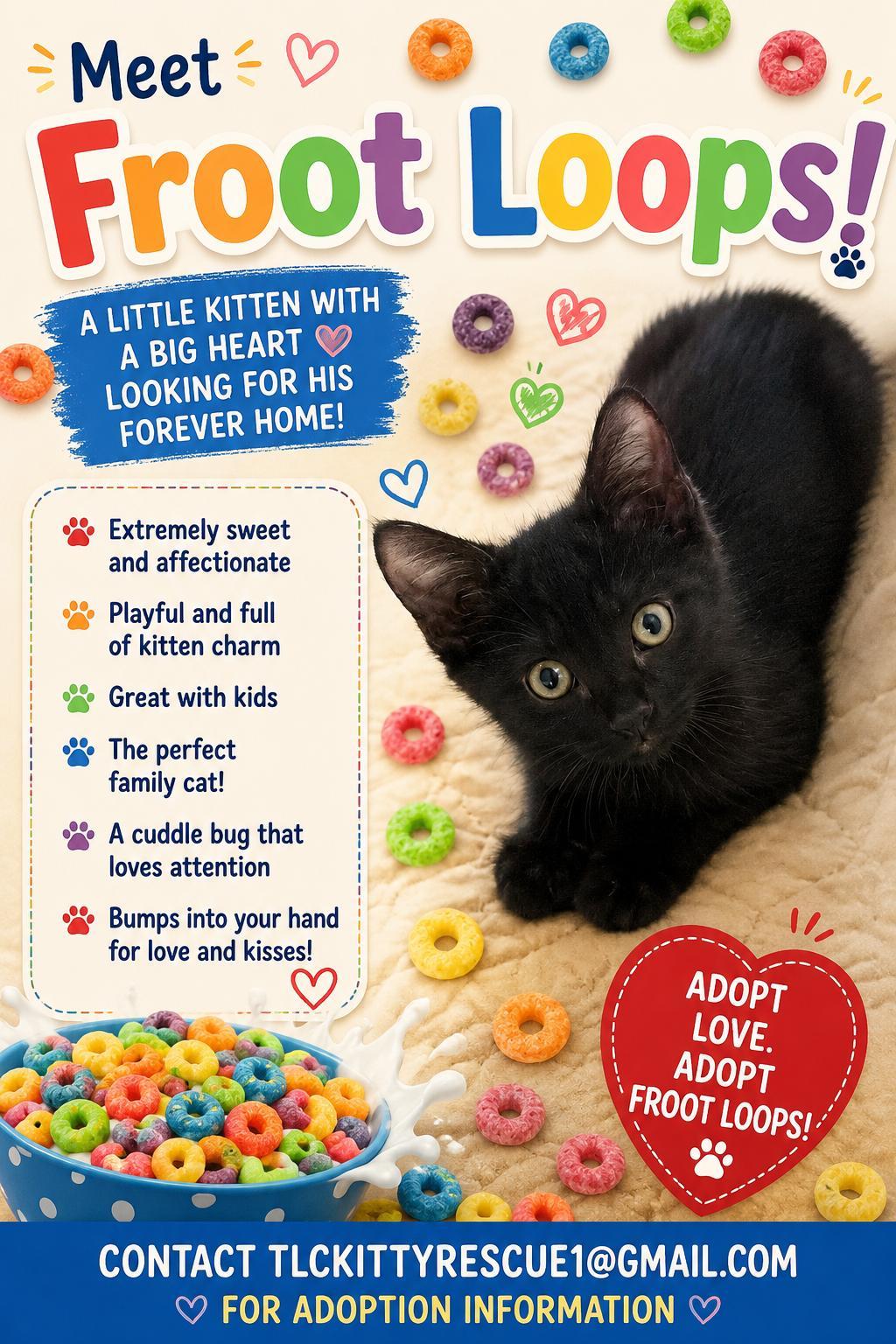 Enlarge FROOT LOOPS, a Adoptable Domestic Short Hair in Escalon, CA image 1/6