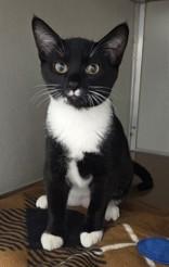 Bug, Adoptable, Kitten Female Domestic Short Hair & Domestic Short Hair.
