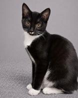 Enlarge Bug, a Adoptable mixed breed in Fresno, CA image 2/3