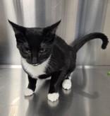 Enlarge Bug, a Adoptable mixed breed in Fresno, CA image 3/3