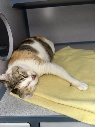 Hazel, a Adoptable mixed breed in McCook, NE image 1/3