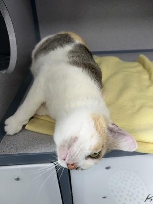 Hazel, a Adoptable mixed breed in McCook, NE image 2/3