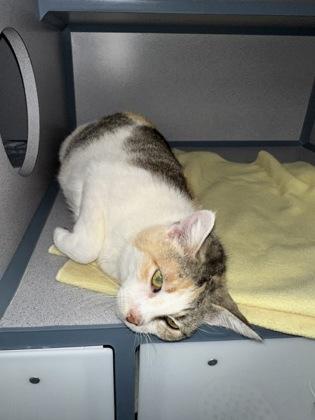 Hazel, a Adoptable mixed breed in McCook, NE image 3/3