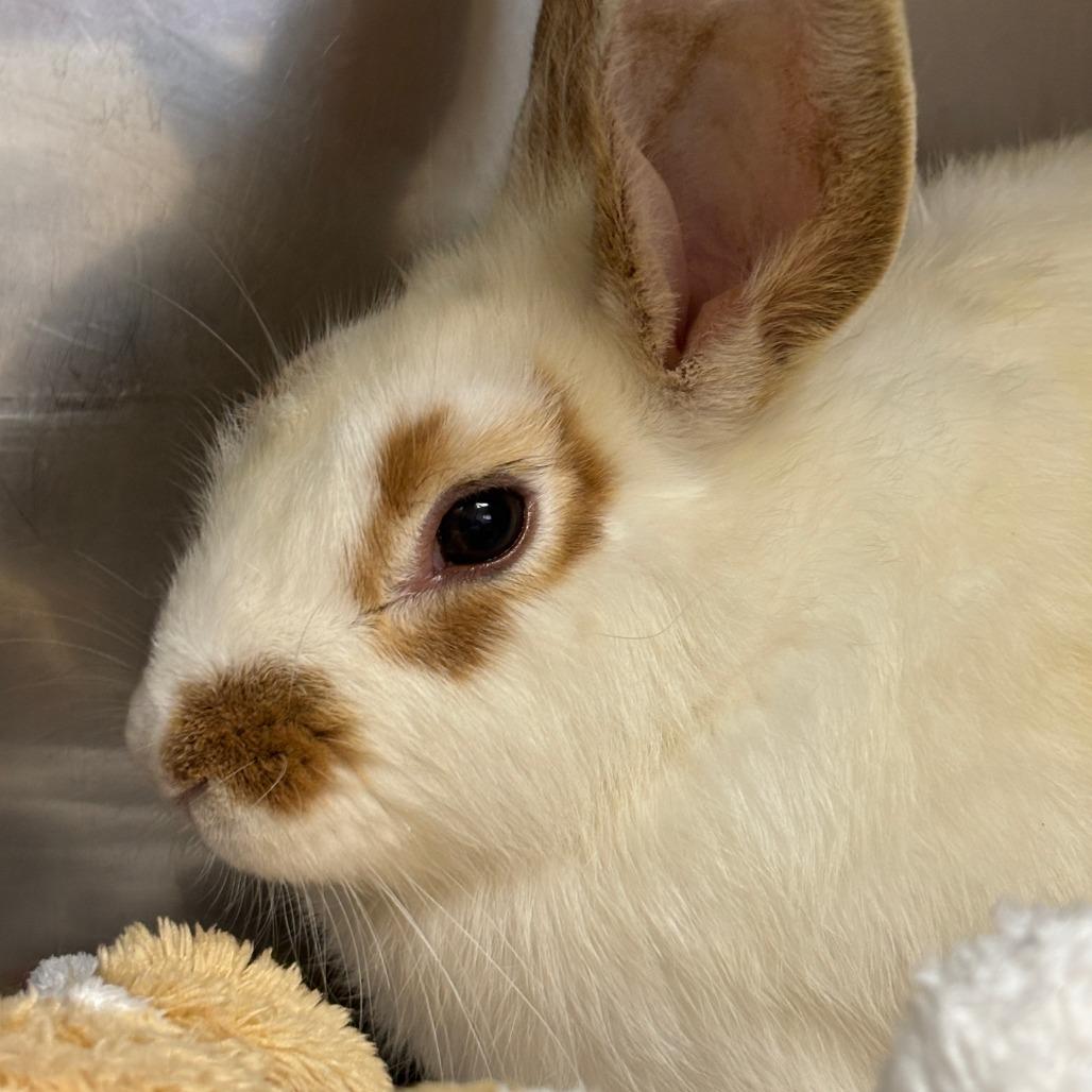 Enlarge Spottie Dottie, a Adoptable English Spot in Richmond, CA image 2/6