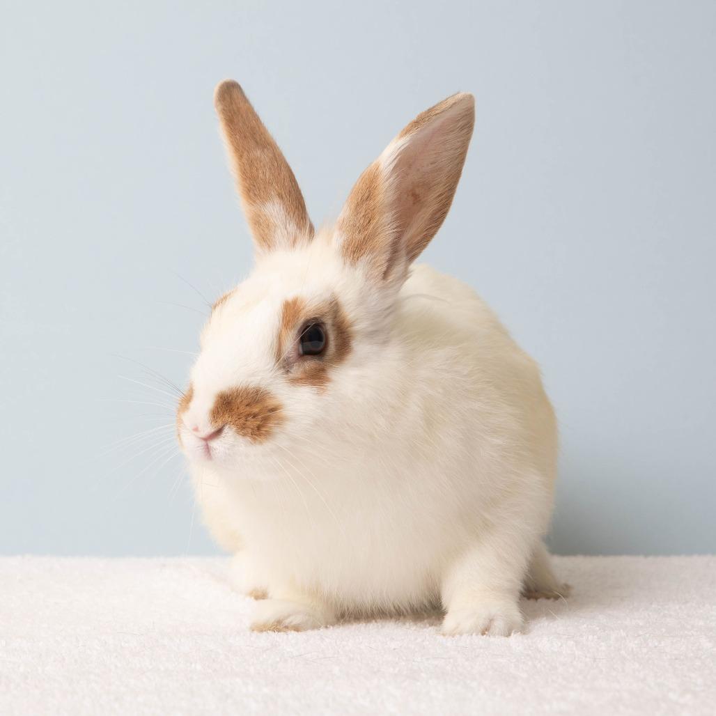 Enlarge Spottie Dottie, a Adoptable English Spot in Richmond, CA image 3/6