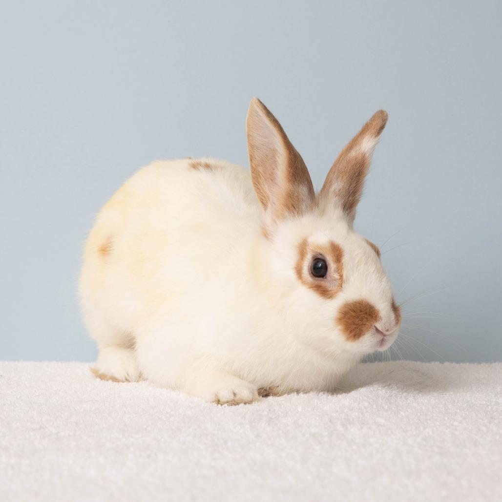 Enlarge Spottie Dottie, a Adoptable English Spot in Richmond, CA image 4/6