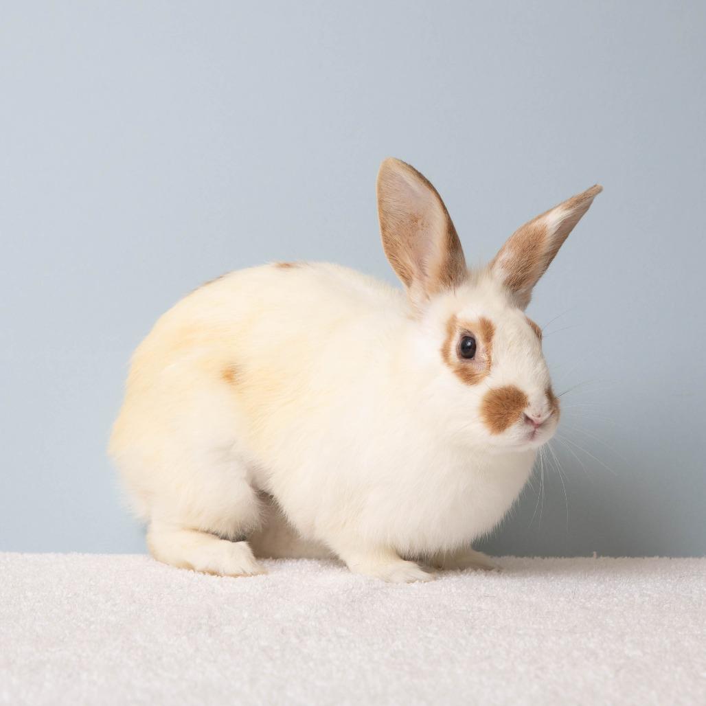 Enlarge Spottie Dottie, a Adoptable English Spot in Richmond, CA image 5/6