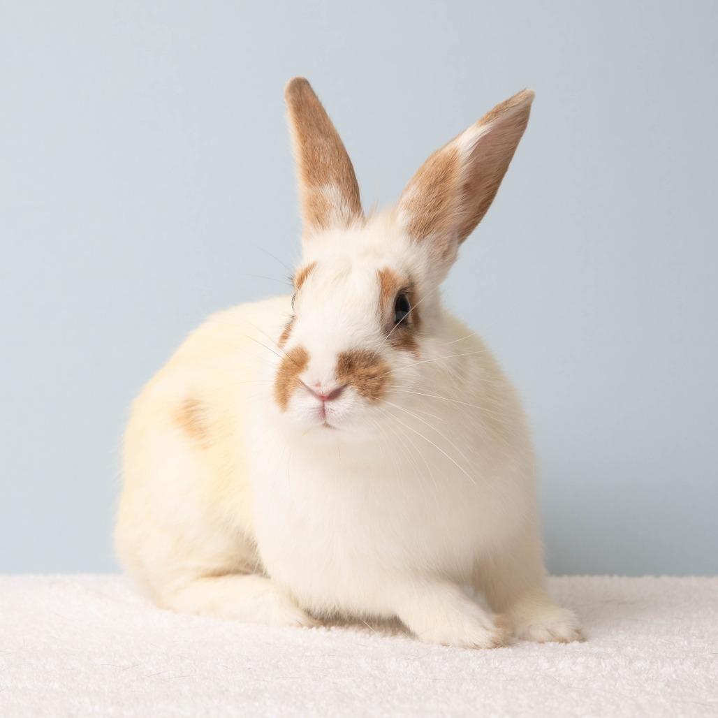 Enlarge Spottie Dottie, a Adoptable English Spot in Richmond, CA image 6/6