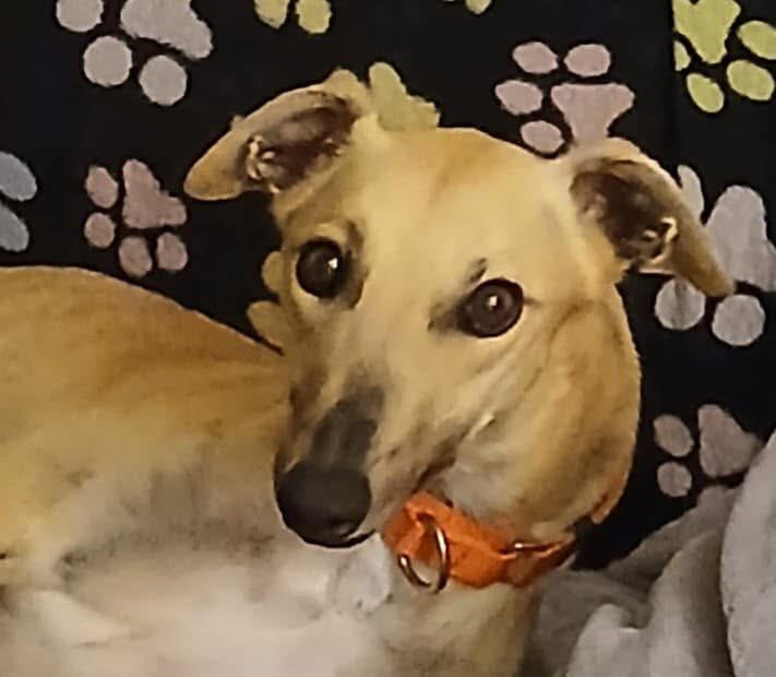 Enlarge Blondie, a Adopted Greyhound in Berkley, MI image 1/1