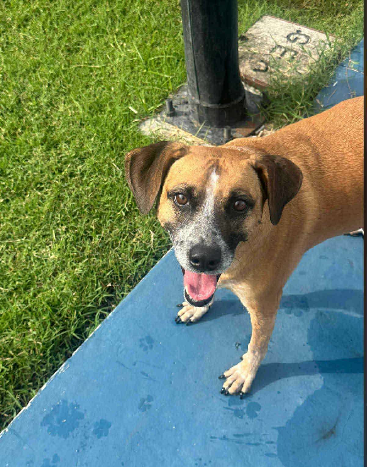 Mocha, Adoptable, Adult Female Labrador Retriever & Black Mouth Cur.