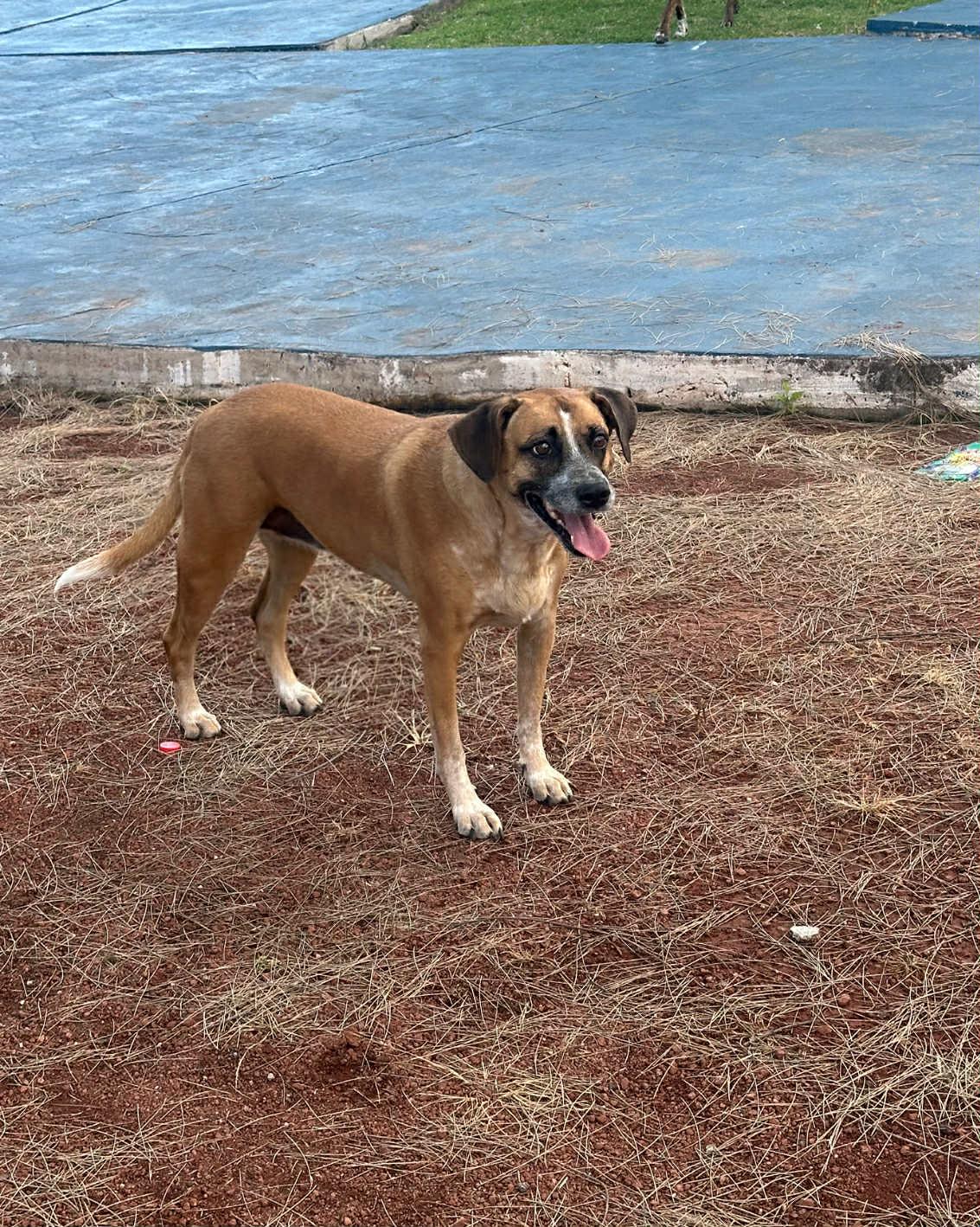 Mocha, a Adoptable mixed breed image 5/5