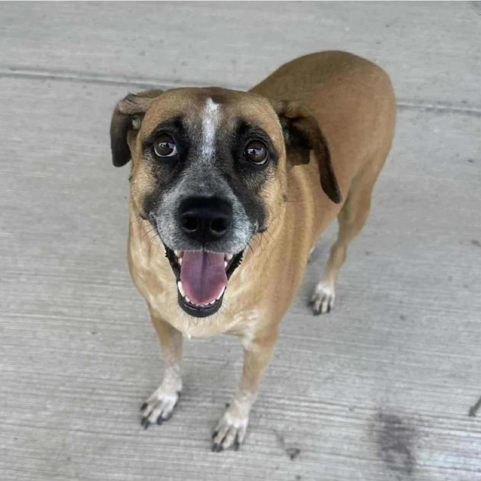 Mocha, a Adoptable mixed breed image 2/5