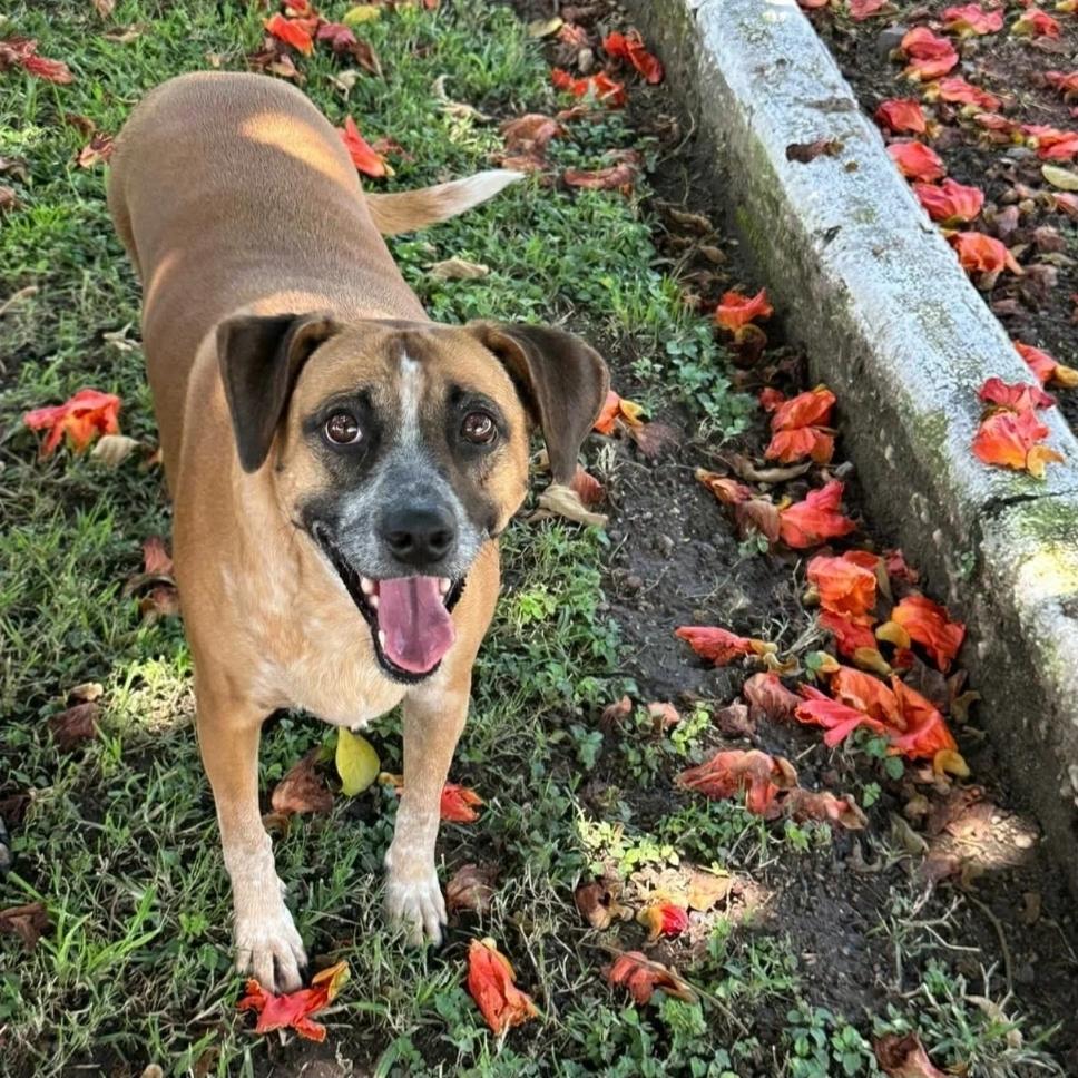 Mocha, a Adoptable mixed breed image 3/5