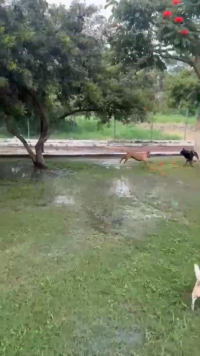 Enlarge Mocha, a Adoptable mixed breed video 4/5