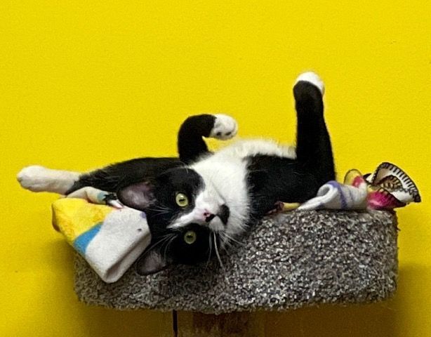 Damon, Adoptable, Adult Male Domestic Short Hair.