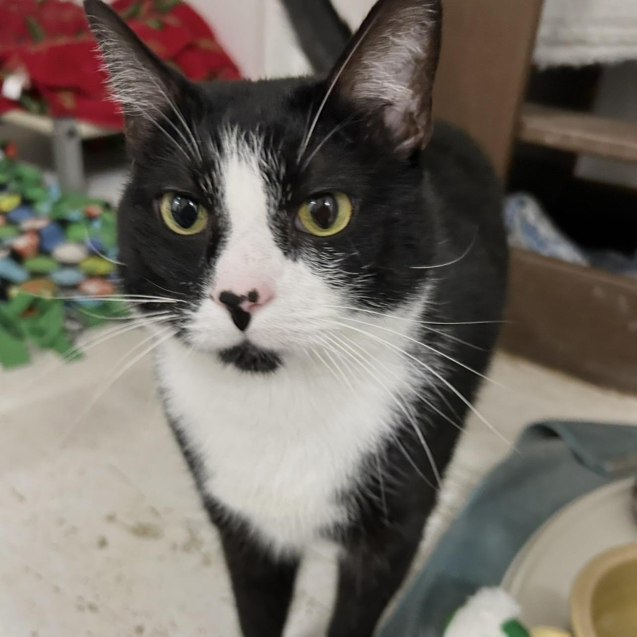 Damon, Adoptable, Adult Male Domestic Short Hair.