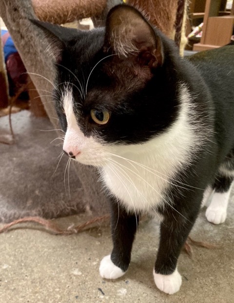 Damon, a Adoptable Domestic Short Hair in Edgewood, MD image 2/12